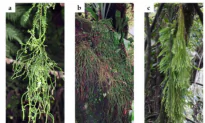 Extinction  Possible for Club Mosses in Mexico