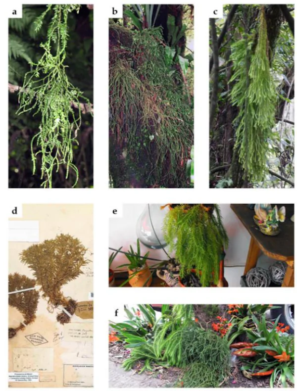 Phlegmariurus species of Veracruz: a) P. myrsinites, b) P. pringlei in habitat, c) P. taxifolius in habitat, d) P. orizabae (image courtesy of the C. V. Starr Virtual Herbarium of The New York Botanical Garden), e) P. linifolius sold in a gift shop, f) P. pringlei and P. taxifolius sold at a local market in Xalapa.
