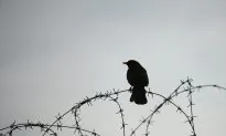Why Songbirds Need Your Help (Video)