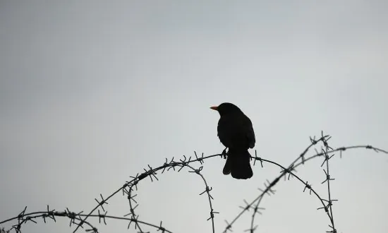 Why Songbirds Need Your Help (Video)