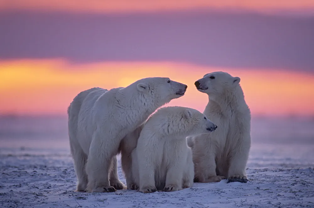 Polar bear family in Canadian Arctic sunset (outdoorsman/Shutterstock)