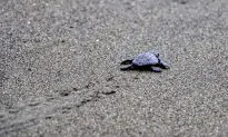 I Like Turtles