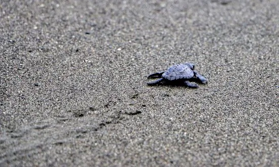 I Like Turtles