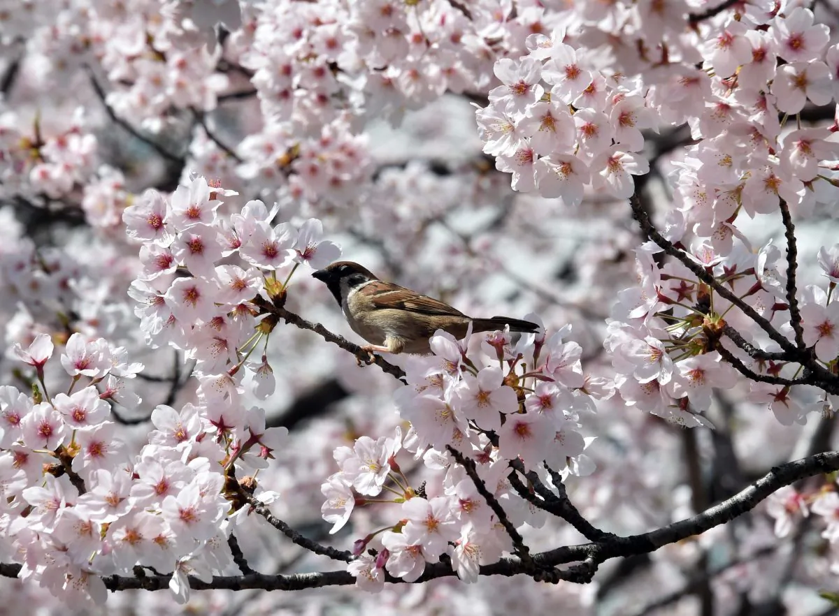 APRIL 1: A sparrow sits on a branch of a fully bloomed cherry blossom tree in Tokyo on March 31, 2015. Viewing of cherry blossoms is a national pastime and cultural event in Japan, where millions of people turn out to admire them annually. (YOSHIKAZU TSUNO/AFP/Getty Images)
