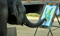 Can Animals Ever Be Artists?