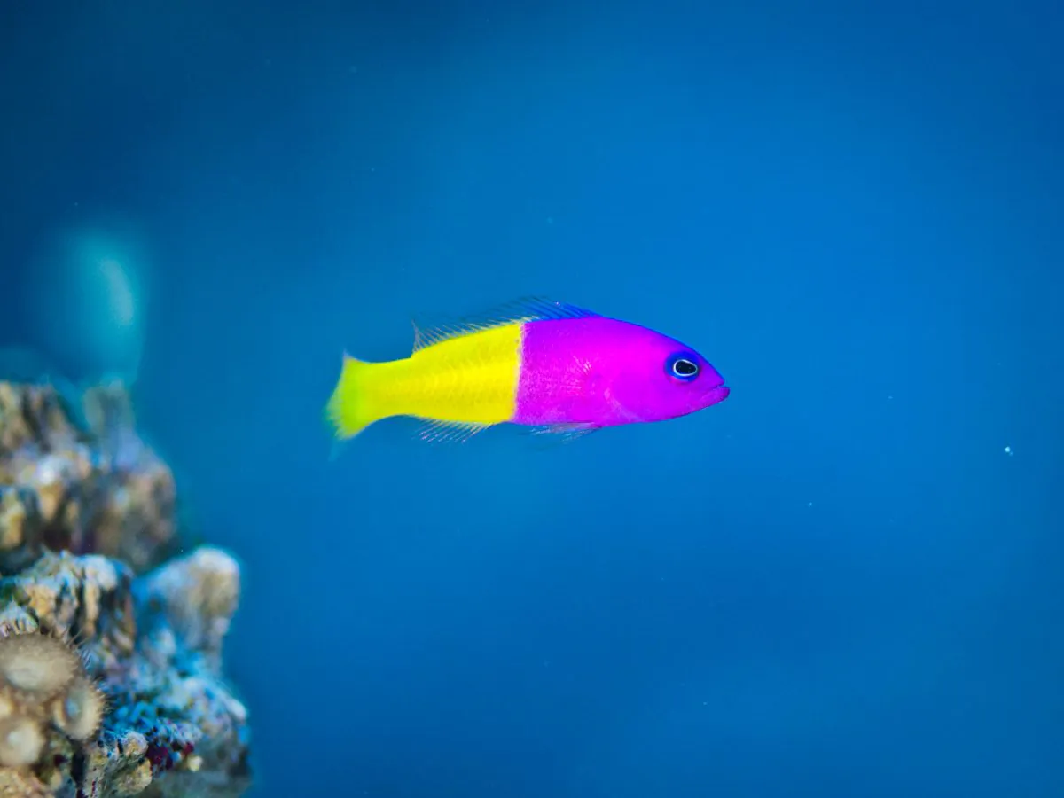 "Smaller juvenile damselfish are the primary prey, but the adults don't overly react to the dottybacks either," says Fabio Cortesi. "They are a master of disguise." (Jon Ovington, CC BY-SA 2.0)
