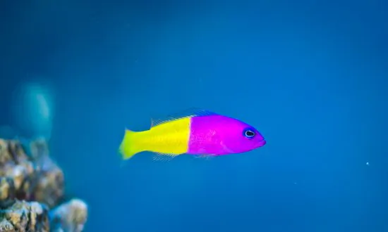 This Fish Mimics the Parents of Its Prey