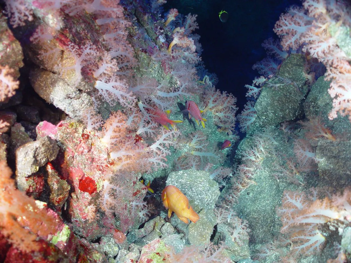 "It shows us what we're doing now is a long-term shift; there's not a recovery we have to look forward to in my lifetime or my grandchildren's lifetime," says Sarah Moffitt. (USFWS - Pacific Region, CC BY)