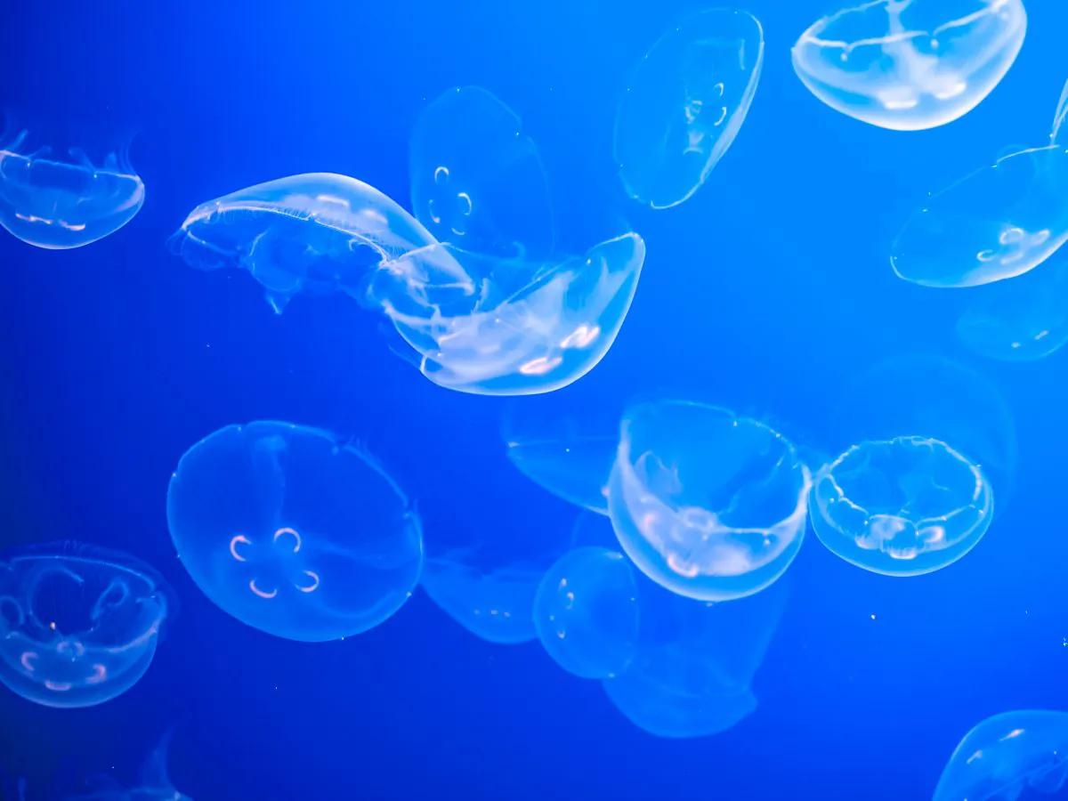 Moon jellyfish at the Monterey Bay Aquarium. (William Warby, CC BY)