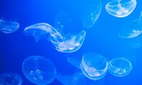 Boom or Bust in a Jelly Bloom Market