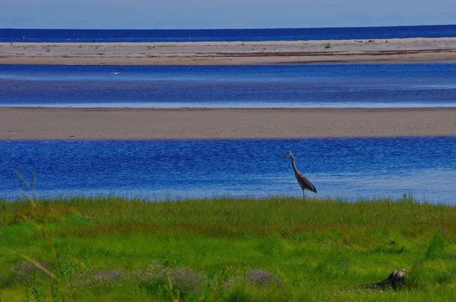 Great blue herons can be seen in marshy areas (Leigh McAdam, HikeBikeTravel)