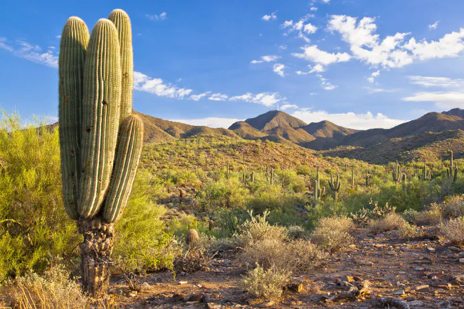 McDowell Mountains in Scottsdale, Arizona via Shutterstock*