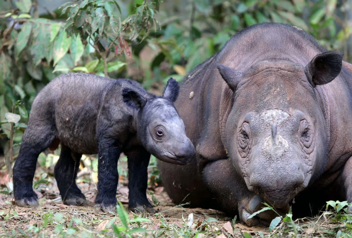 A female Sumatran rhino named Ratu, is with her calf at the Way Kambas National Park in Lampung, Indonesia, on June 25, 2012. (AP Photo)