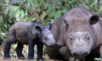 Sumatran Rhino Is Extinct in the Wild in Malaysia