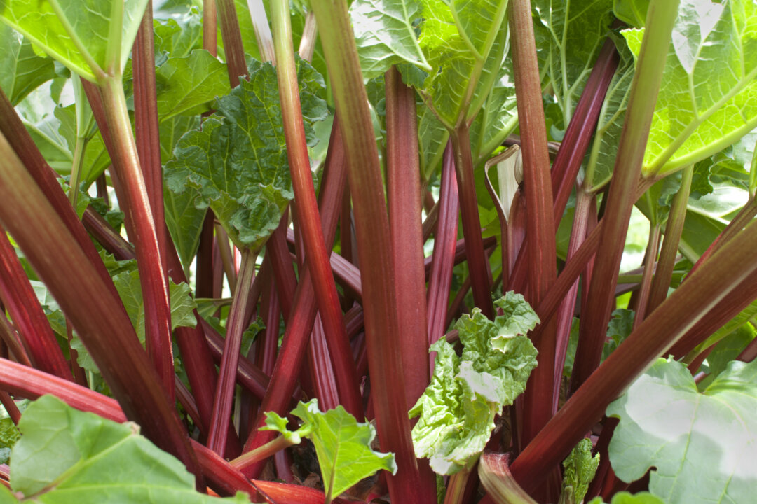 Bright red stems of garden variety rhubarb, now in season. (jlmcloughlin/iStock/Thinkstock)