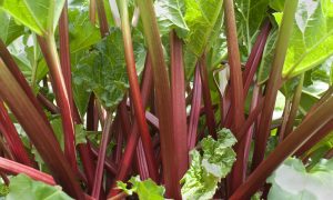 A Tale of Two Rhubarbs