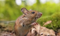 Mice Croon Louder for Mystery Females