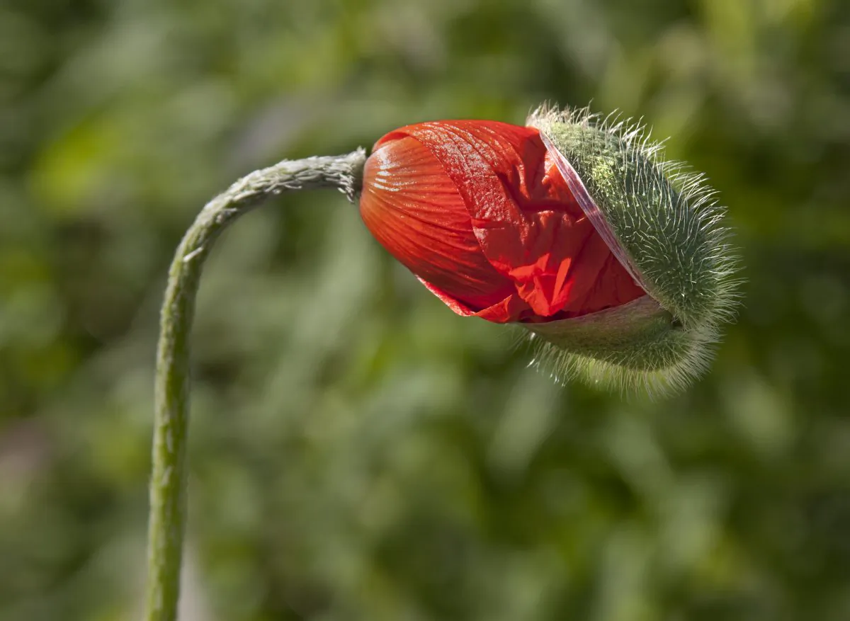 "It seems that plants aim to flower not at a particular time of year, but when the optimal temperature for seed set is approaching," says Steven Penfield. (liz west, CC BY)