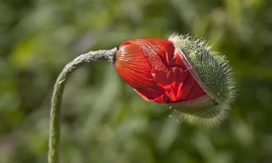 Plants Bloom When Temps Hit ‘Sweet Spot’