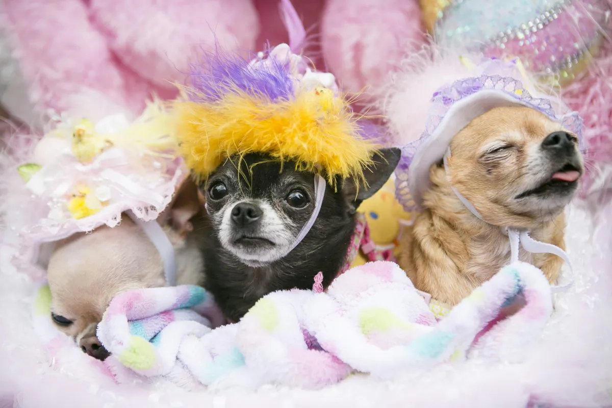 Participants at the Easter Parade and Bonnet Festival on 5th Avenue in Manhattan, New York, on April 5, 2015. (Samira Bouaou/Epoch Times)