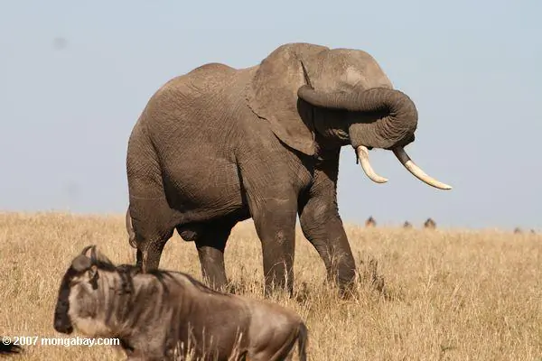 Kenya Terrorism Crackdown Threatens NGOs, Wildlife, Media