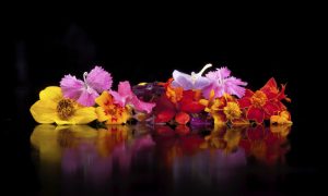 Flower-Eating Not Just For Sybarites