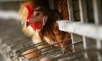 World Health Day 2015: What Are the Most Common Food Infections?