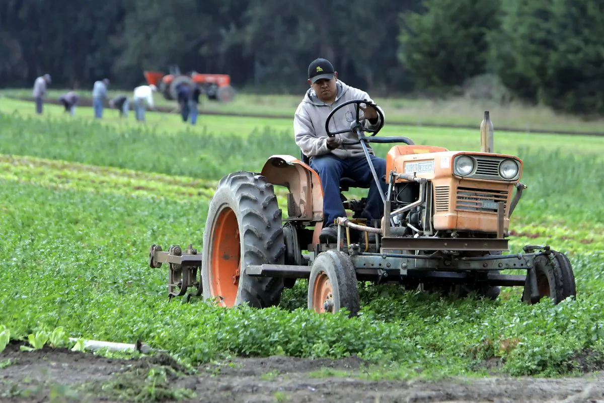 Workers tend an organic farm in Bolinas, Calif., in a file photo. (AP Photo/Eric Risberg)