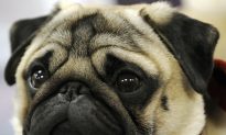 Pugs, Bulldogs Are Most Prone to Dying While Flying