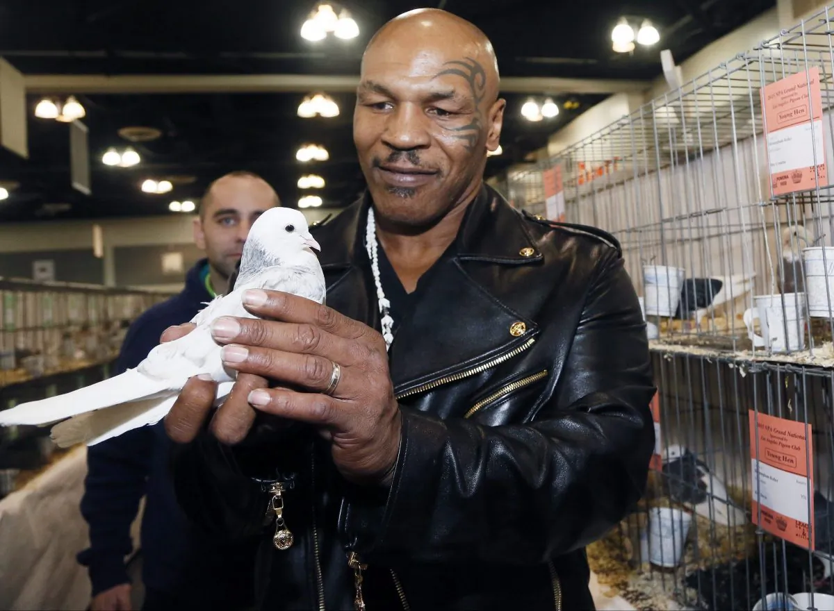 Former boxing champion Mike Tyson holds a white homing pigeon at the National Pigeon Association’s 93rd annual Grand National Pigeon Show in Ontario, Calif. Tyson, who had pigeons as a youngster, has 1,800 now in Nevada, New Jersey and New York. (Nick Ut/AP)