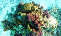Sea Sponge Stays Put Thanks to Glass ‘Hair’