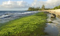 Why Biofuel Algae Should ‘Eat’ Wastewater
