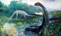 Why Brontosaurus Is No Longer a Dirty Word for Dinosaur Hunters
