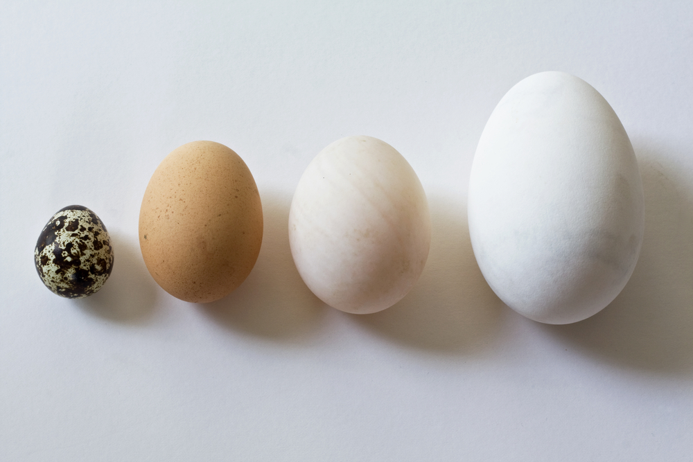 Eggs type. Types of Eggs. Different Eggs. Eggs of different animals.