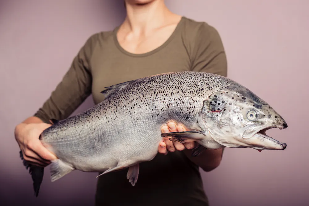 How do regulators determine if genetically altered salmon is safe to eat? (Shutterstock.com)