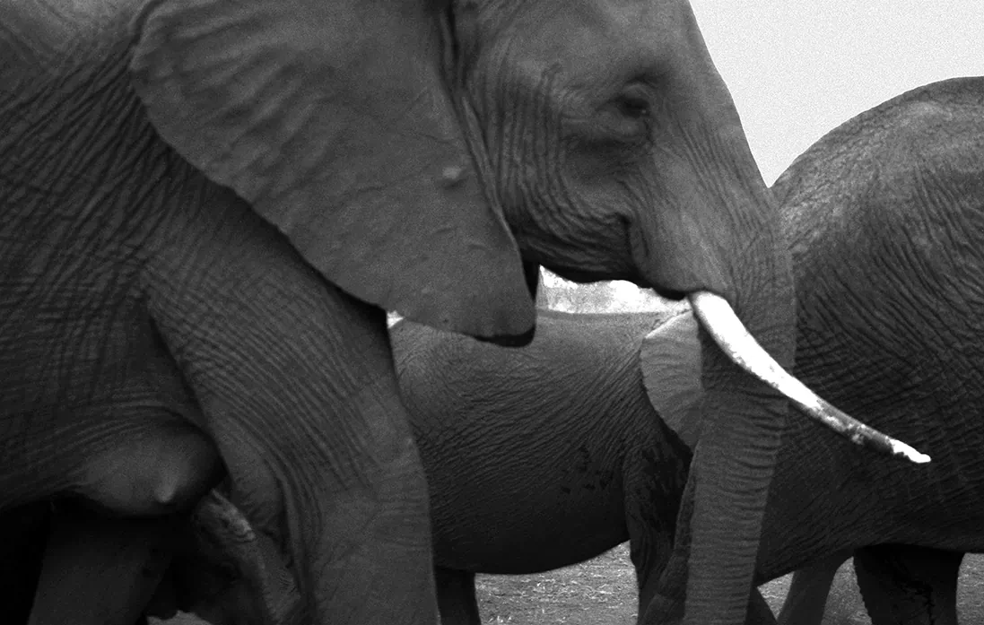 Mother elephant with calf, Amboseli, 2006. (Cyril Christo and Marie Wilkinson)