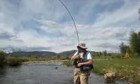 ‘Pauses’ Could Prevent Forage Fish Collapse
