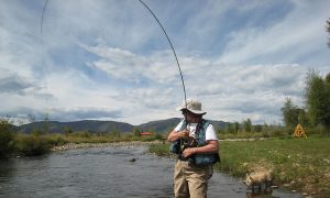 'Pauses' Could Prevent Forage Fish Collapse