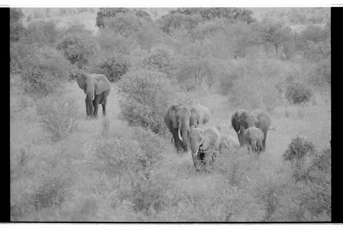 African elephants. (Cyril Christo and Marie Wilkinson)