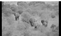 Seeing the Elephant in the Room    