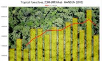 Tropical Forests ‘Worsening’, Could Become ‘Critical’