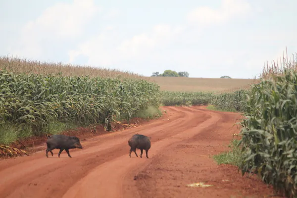 Jaguars and Pumas to Protect Farm Crops in Brazil