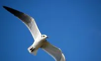 Surveys Put a Price Tag on Urban Birds
