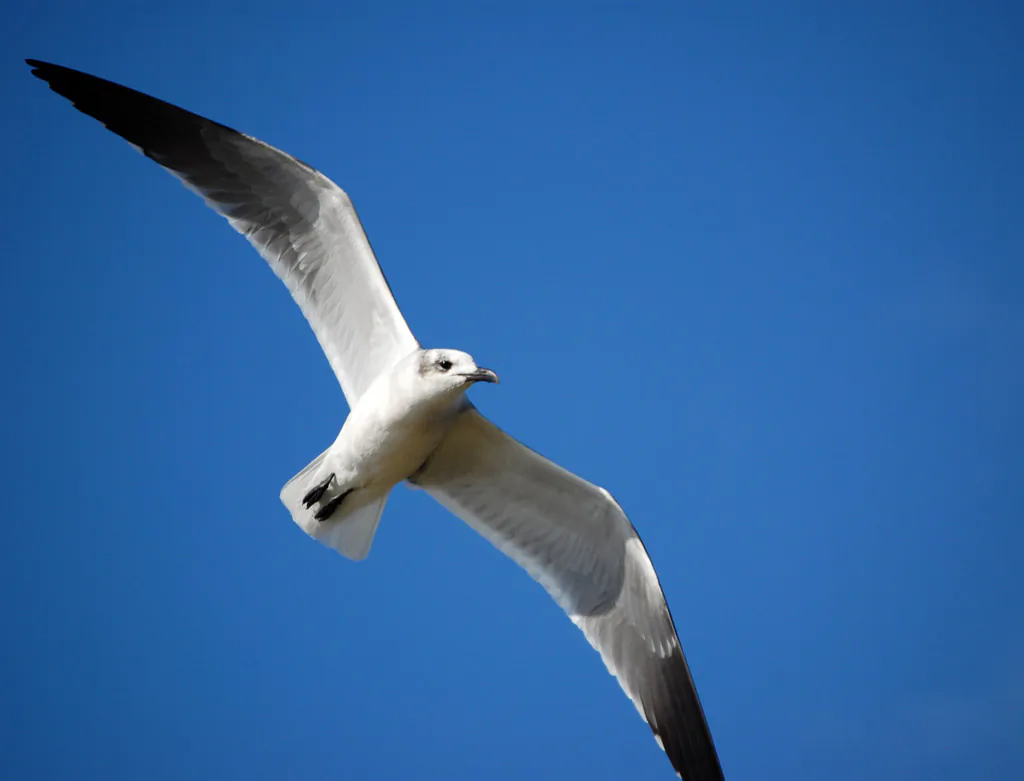 "No one has really looked at what people will be willing to pay for these more common species, ones that aren't necessarily endangered or threatened. We wanted to address that because people living in urban areas don't encounter endangered species on a daily basis," says Barbara Clucas. (James Willamor, CC BY-SA 2.0)
