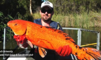 Monstrous Former Pet Fish Take Over Western Australian Rivers (Video)
