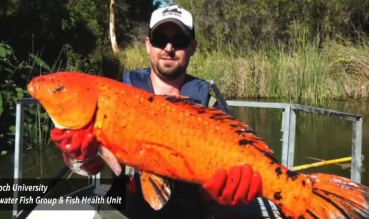 Monstrous Former Pet Fish Take Over Western Australian Rivers (Video)