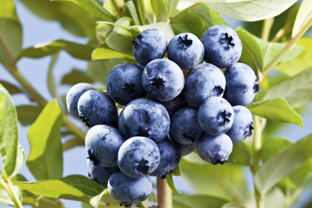 A new study finds that blueberry consumption may help with PTSD. (iStock/ValentynVolkov)