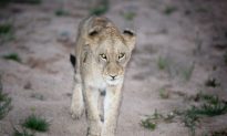 South African Park Where Lion Killed American Stays Open