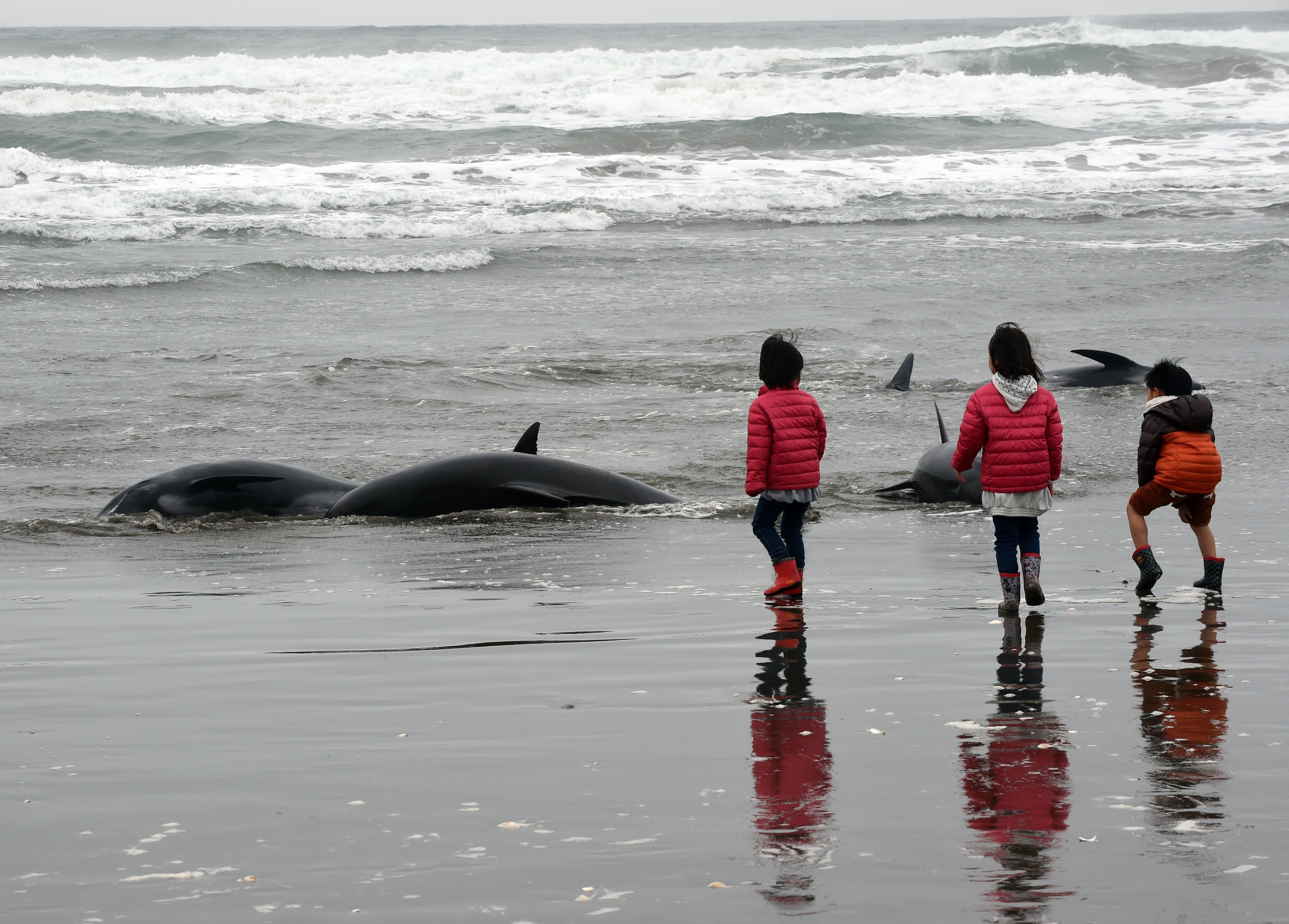 Почему киты выбрасываются на берег. Киты выбрасываются на берег. Выбрасывание китообразных на берег.