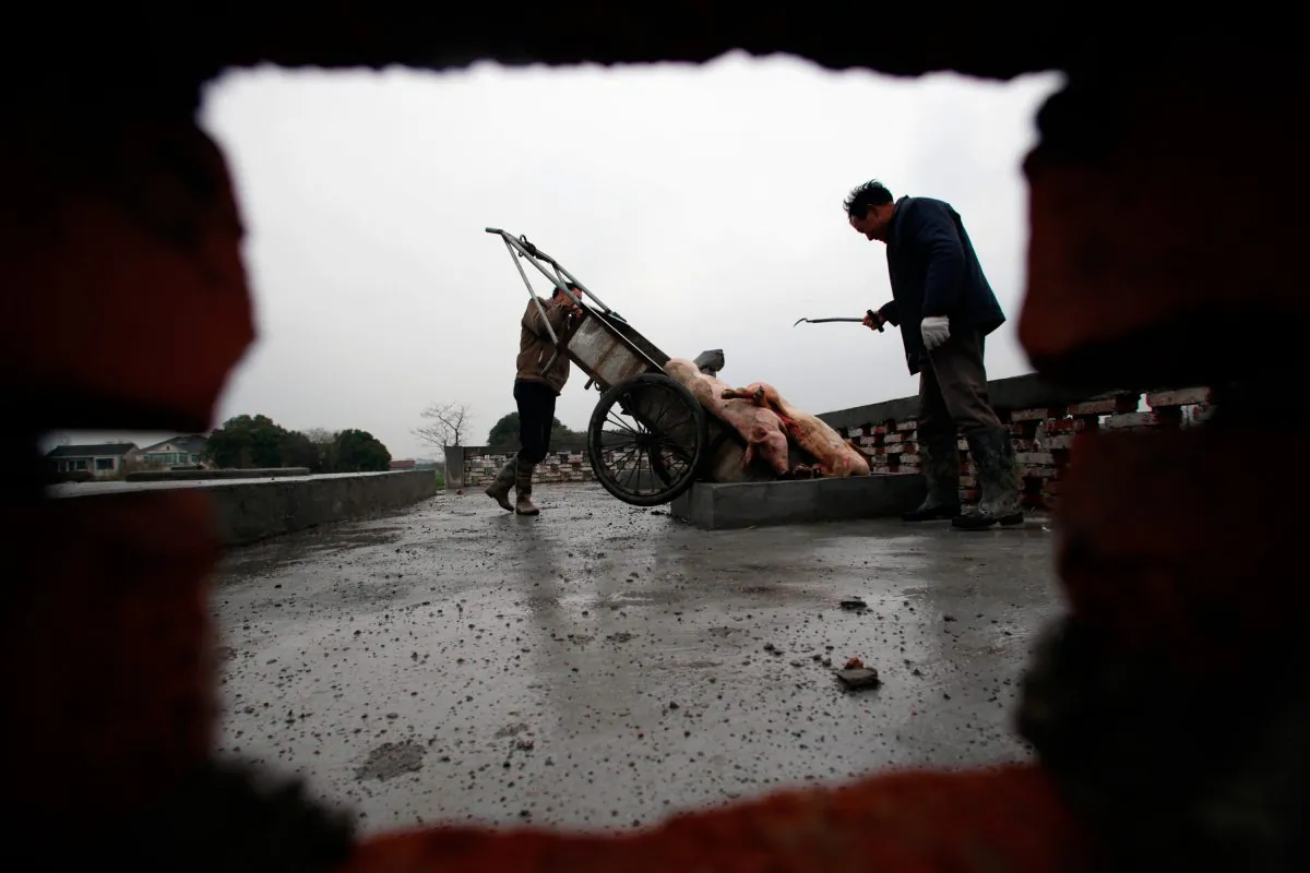 Villagers dumps dead pigs into a decontamination storage built on a farmland in a town in Jiaxing municipality, east China's Zhejiang province on March 13, 2013. (AFP/AFP/Getty Images)